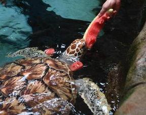 海豚吃瓜网址,揭秘海洋生物的独特饮食习惯