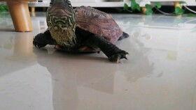 乌龟吃瓜不,乌龟的夏日瓜趣