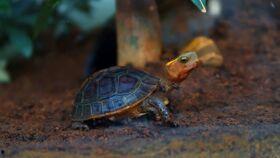 乌龟吃瓜不,乌龟的夏日瓜趣