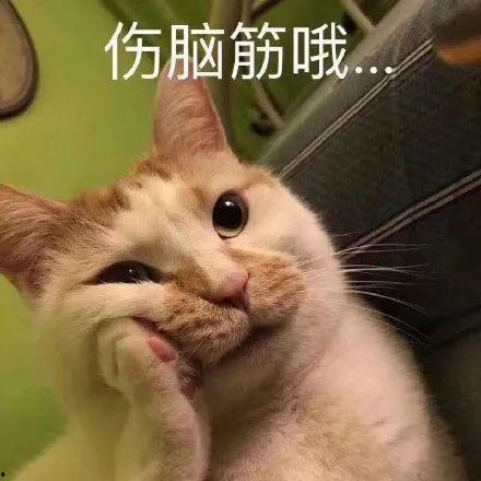猫 吃瓜 表情,萌态十足！