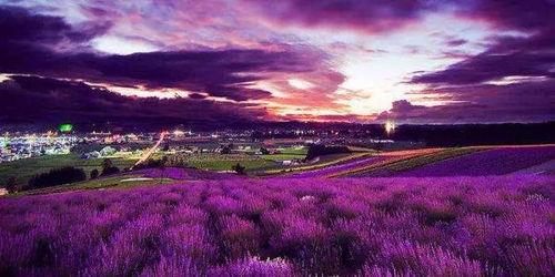 海吃哈密瓜,探寻新疆瓜果的甜蜜传奇