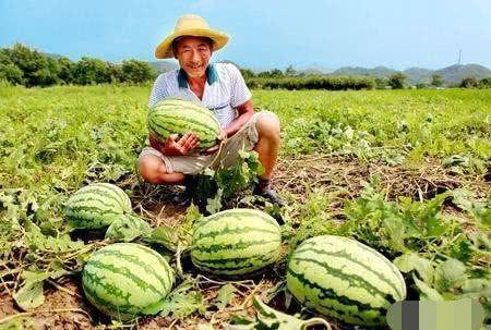 乾隆吃瓜杀7瓜农,宫廷疑云与瓜农血案