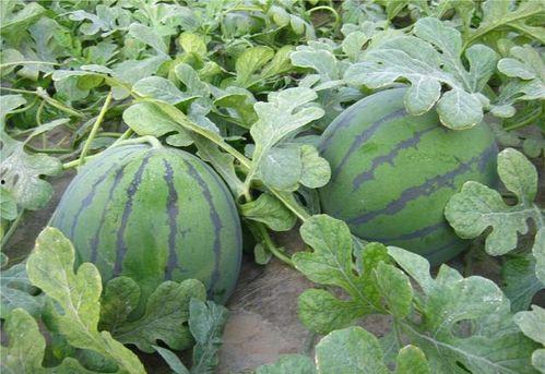 乾隆吃瓜杀7瓜农,宫廷疑云与瓜农血案