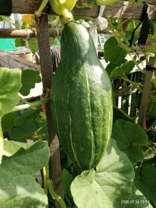 砍刀吃瓜,一场别开生面的夏日盛宴