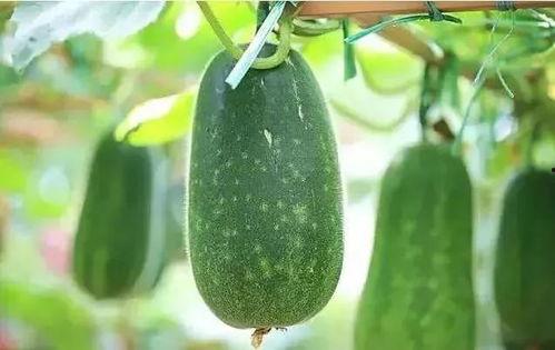 吃腊瓜,传统美食的冬日盛宴