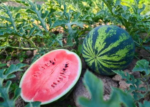 吃腊瓜,传统美食的冬日盛宴