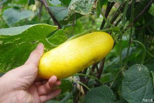 吃瓜忘记种瓜人,人生哲理的反思与启示